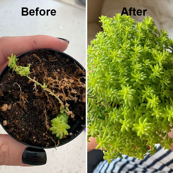 1+1 Gratuit | VitalBloom™ Renforce la Croissance des Plantes