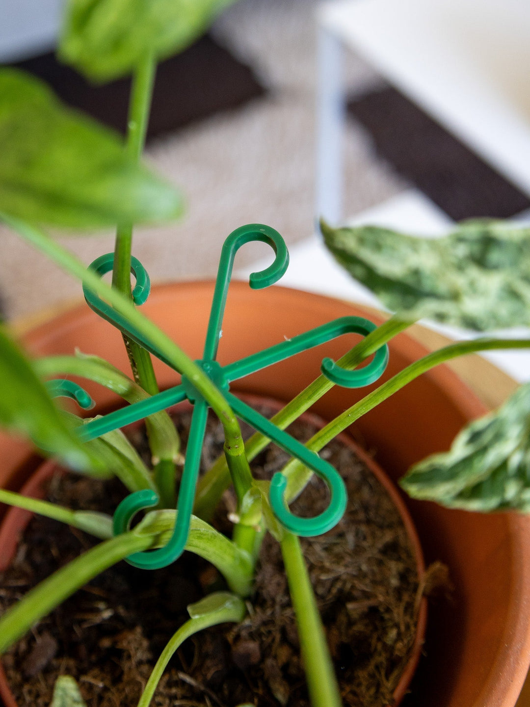 VineFrame™ – Support de Plante Élégant