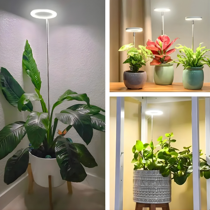 SunRoot™ – LED Fullspektrum Lampe pour une Croissance des Plantes Saine