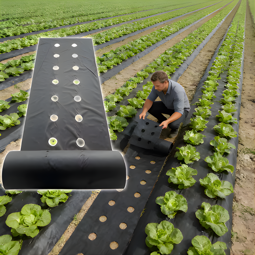 AgroBlock™ – Tissu de désherbage perforé pour couverture du sol