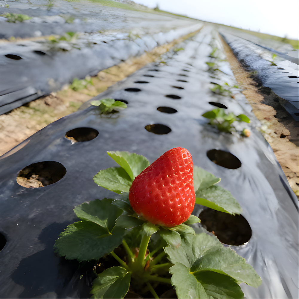 AgroBlock™ – Tissu de désherbage perforé pour couverture du sol