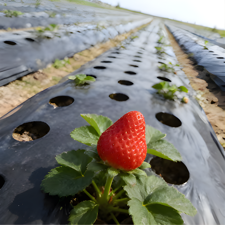 AgroBlock™ – Tissu de désherbage perforé pour couverture du sol