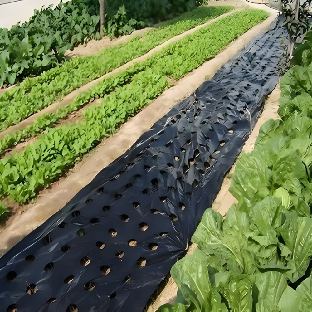 AgroBlock™ – Tissu de désherbage perforé pour couverture du sol