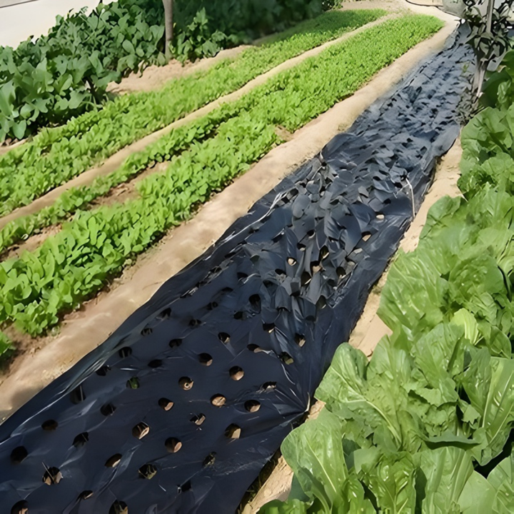 AgroBlock™ – Tissu de désherbage perforé pour couverture du sol
