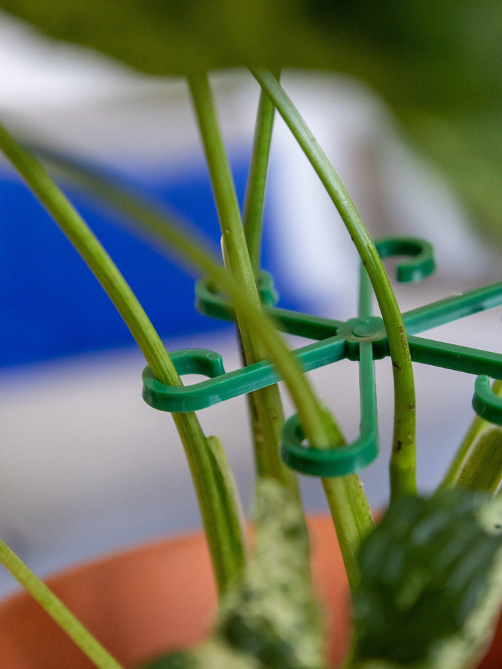 VineFrame™ – Support de Plante Élégant