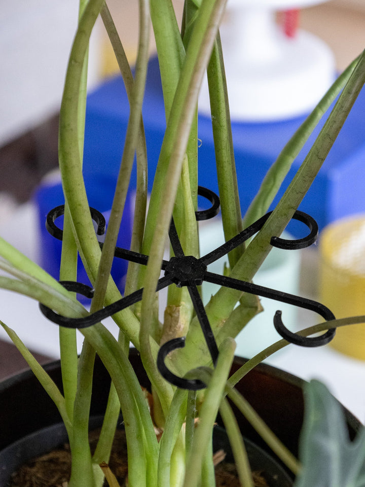 VineFrame™ – Support de Plante Élégant