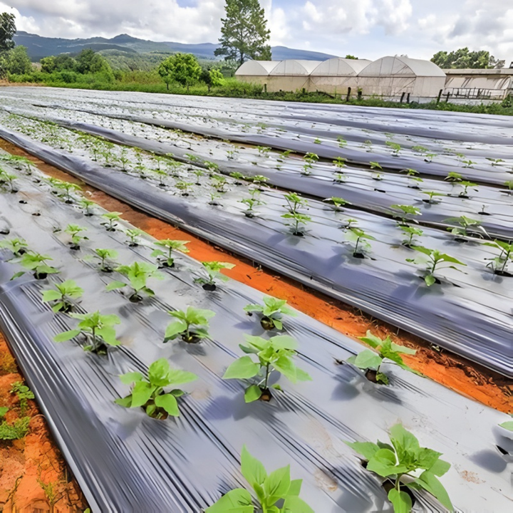 AgroBlock™ – Tissu de désherbage perforé pour couverture du sol