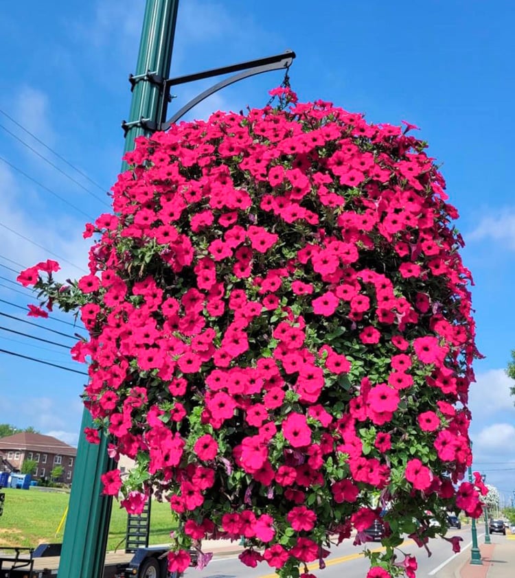 BloomGlory™ Fiori Mattutini Realistici