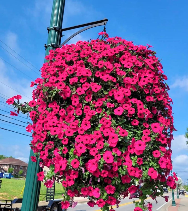 BloomGlory™ Fiori Mattutini Realistici