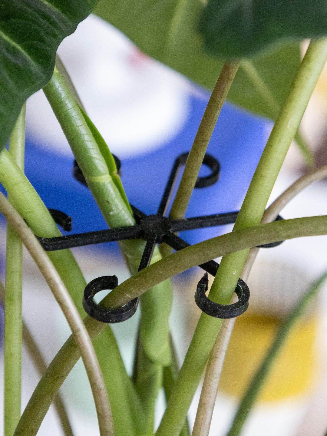 VineFrame™ – Support de Plante Élégant