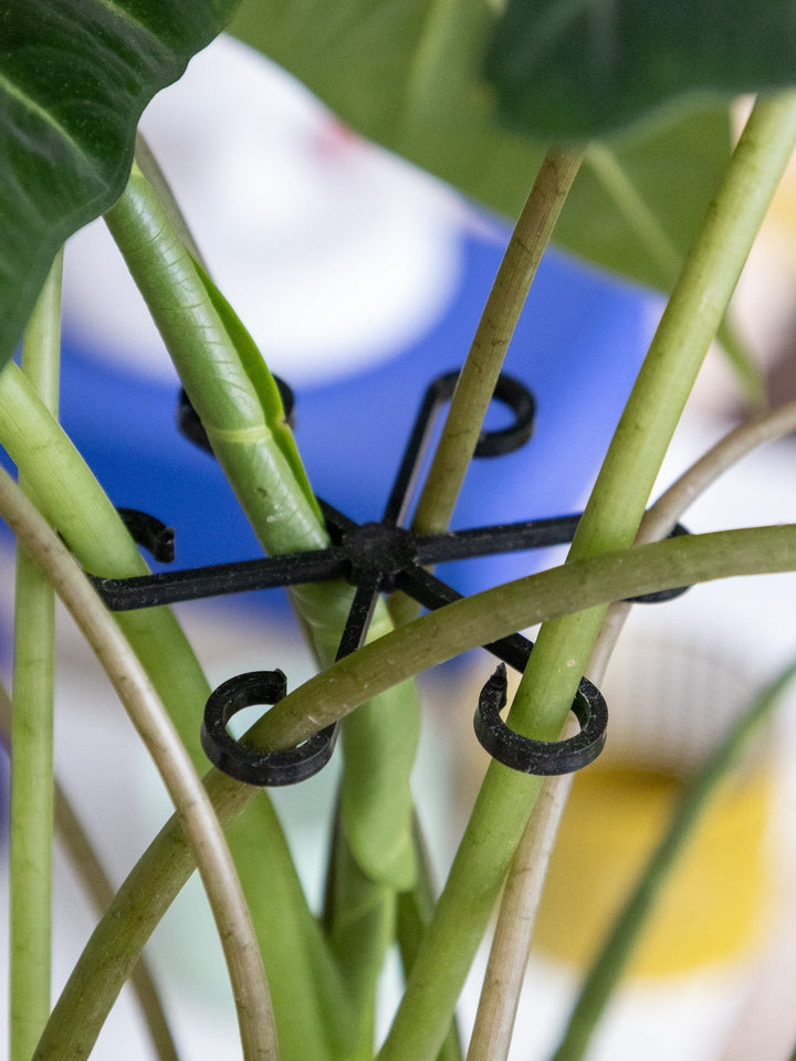 VineFrame™ – Support de Plante Élégant