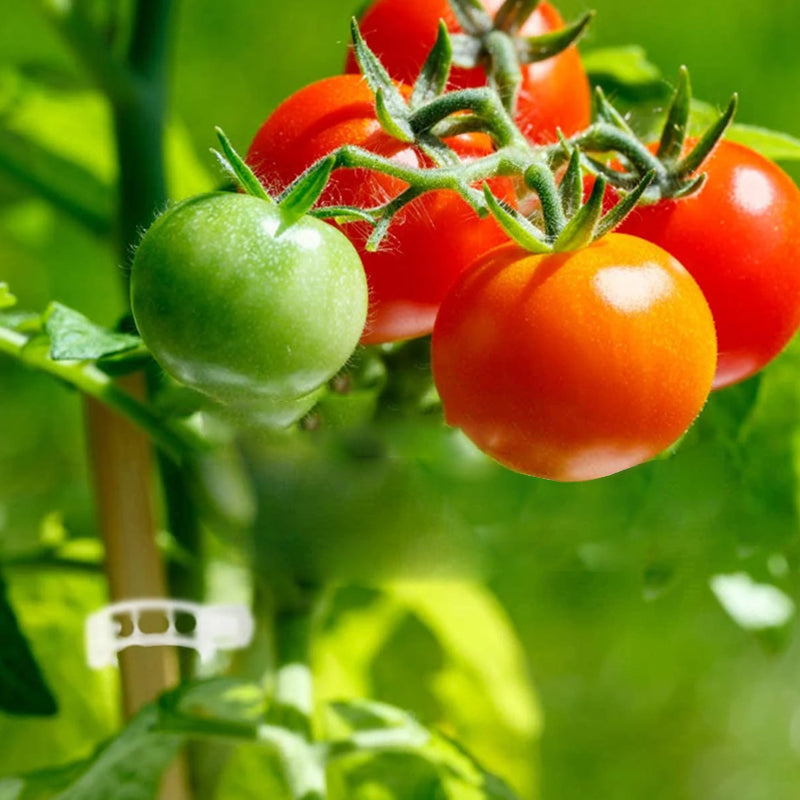 VineGrip™ – Clips de Soutien Réutilisables pour Plantes de Jardin