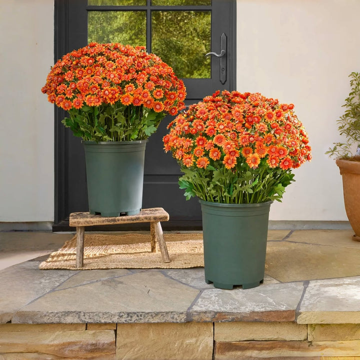 Crisantemi artificiali | Resistenti ai raggi UV | Decorazione autunnale per esterni | Tessuto in seta misto realistico