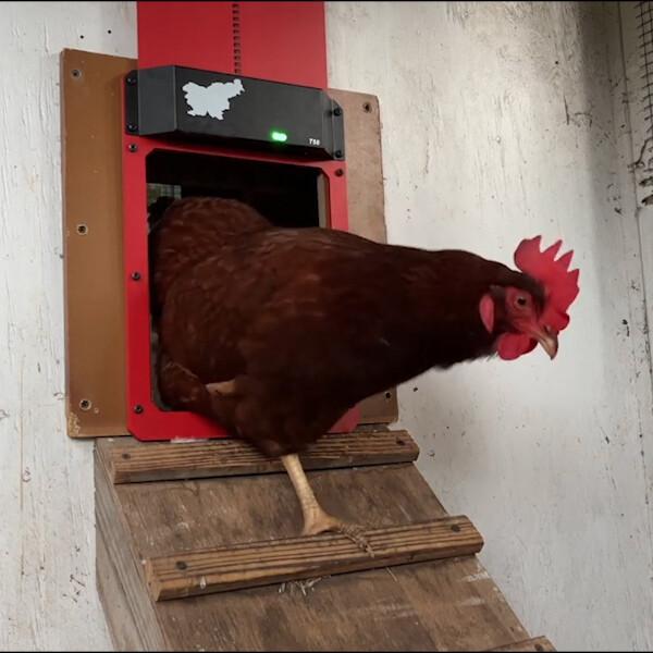 Lukentür™ Tieni al sicuro le tue galline