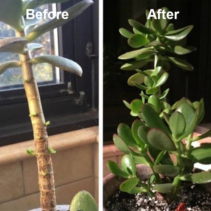 1+1 Gratuit | VitalBloom™ Renforce la Croissance des Plantes