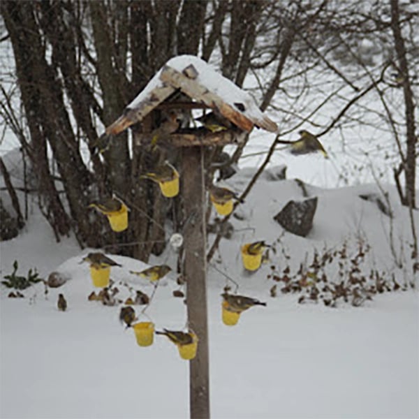 FeederMagic™ Distributeur de Nourriture pour Oiseaux Fantaisiste