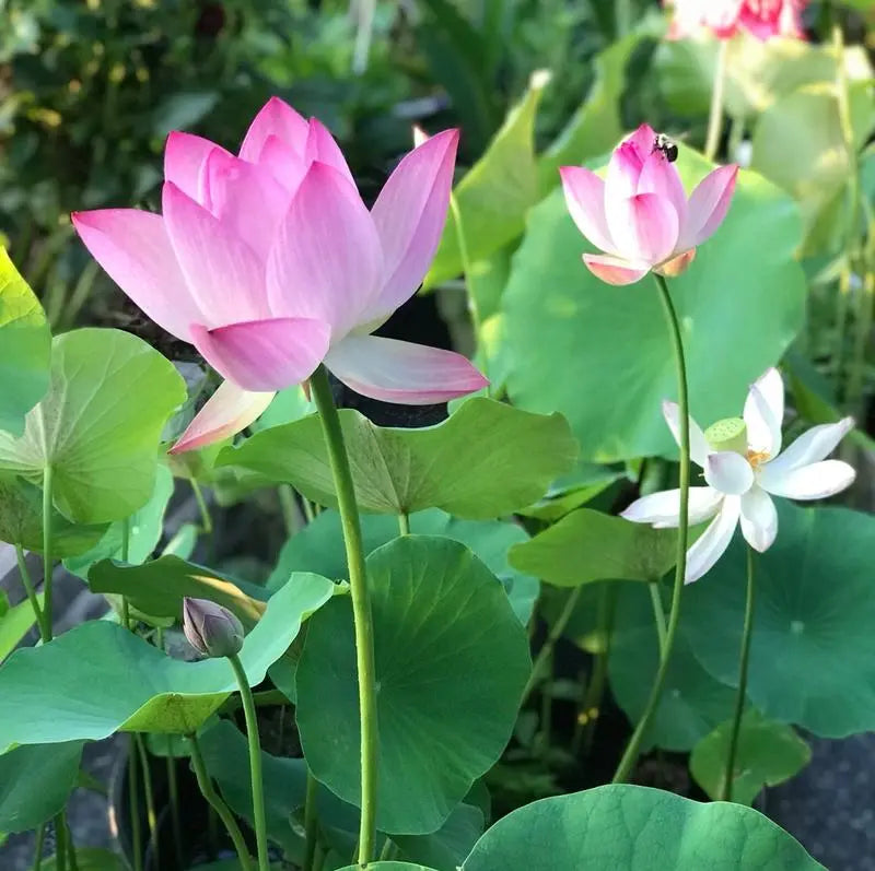 LushLotus™ Cultivez la Beauté Naturelle