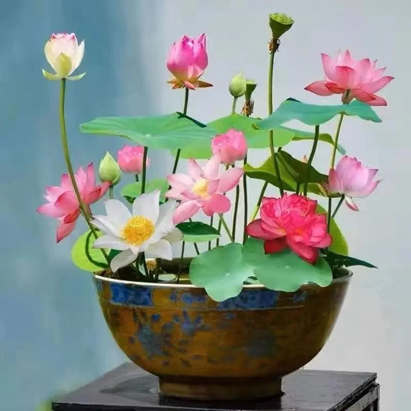 LushLotus™ Cultivez la Beauté Naturelle