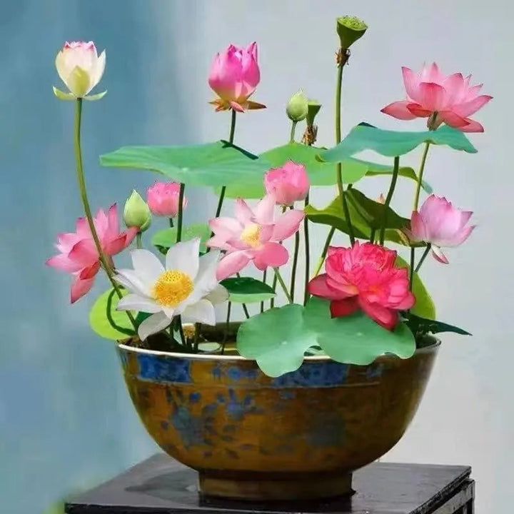 LushLotus™ Cultivez la Beauté Naturelle