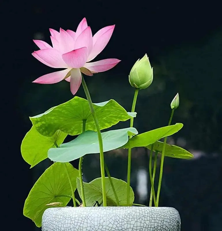 LushLotus™ Cultivez la Beauté Naturelle