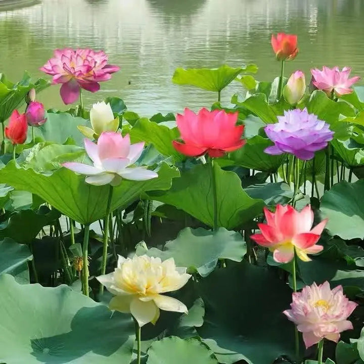 LushLotus™ Cultivez la Beauté Naturelle