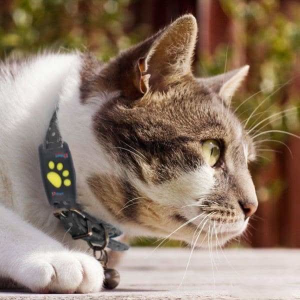 Tracker GPS per Gatti – Tracciamento in Tempo Reale Senza Abbonamento