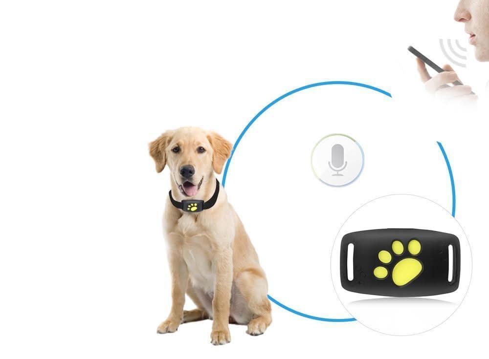Tracker GPS per Gatti – Tracciamento in Tempo Reale Senza Abbonamento