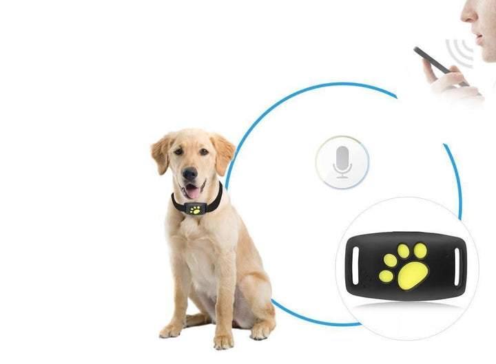 Tracker GPS per Gatti – Tracciamento in Tempo Reale Senza Abbonamento