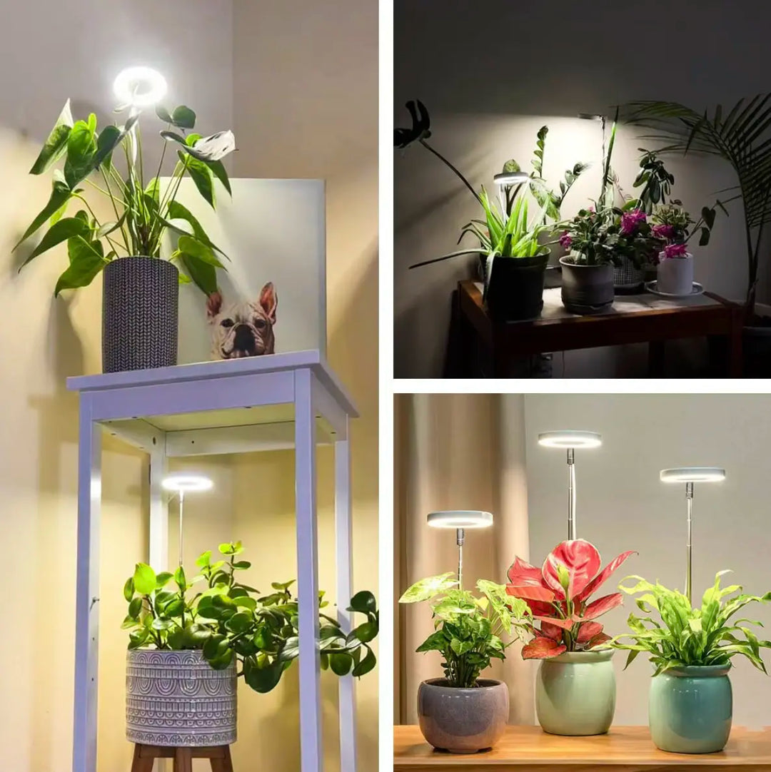 SunRoot™ – LED Fullspektrum Lampe pour une Croissance des Plantes Saine
