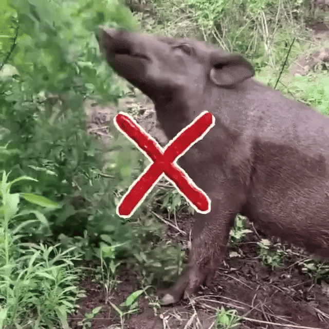 SolarGuard™ – Répulsif Animal Écologique Solaire