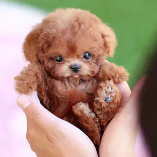 Cucciolo robot ultra-realistico da coccolare Il compagno più carino di sempre!